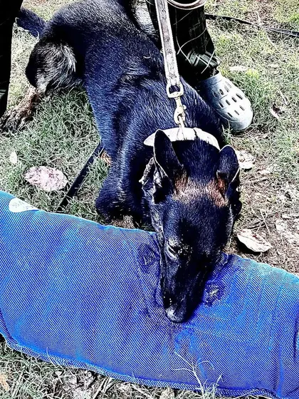 This black Malinois puppy, also a littermate, shows the same deep, possessive grip. This is not taught at this age, it is bred. This is why starting with the right dog is so important.