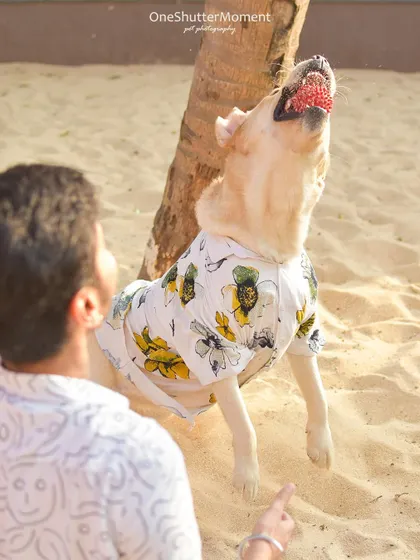 A perfect mid-air catch on the sand! Action shots like this require perfect timing and capture the incredible athleticism and focus of your dog during playtime.