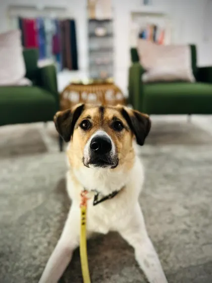 Ollie came to us because he had bitten family members over possessive behavior. We established structure and taught his family how to manage him, and now he's doing great.