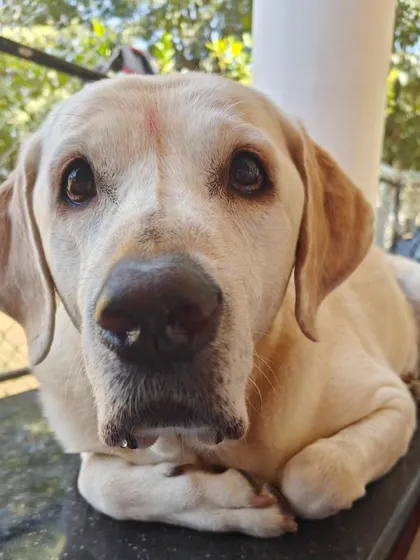 My 40kg Labrador, Scotch, has decided he identifies as a cat. You'll often find him perched on ledges, just like his feline siblings. It's a quirky and fun part of our home life.