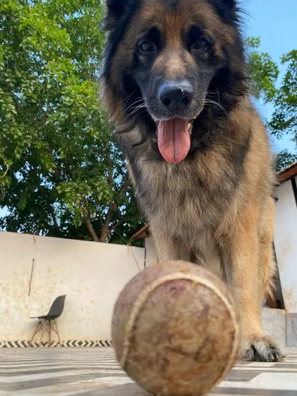 "Is it time to play ball yet?" This German Shepherd is ready for action.