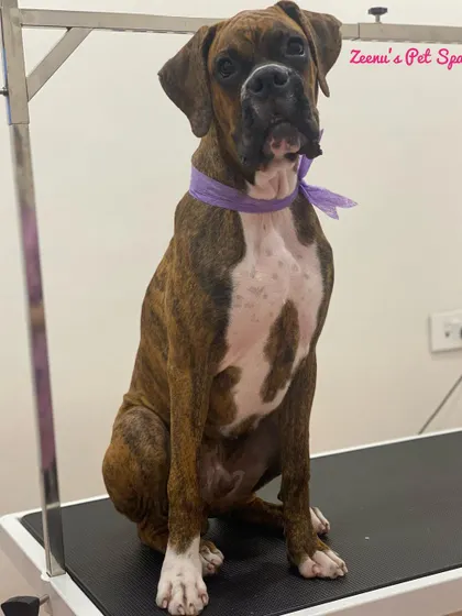 Saint the Boxer is looking noble and proud after his spa day. Short-coated breeds benefit greatly from a good bath to remove dirt and loose hair.