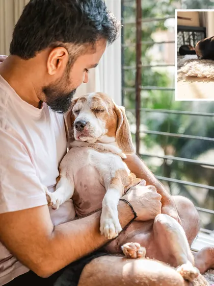 A sleepy cuddle in dad's lap. Rrari the Beagle looks completely content and safe in this at-home lifestyle shot.