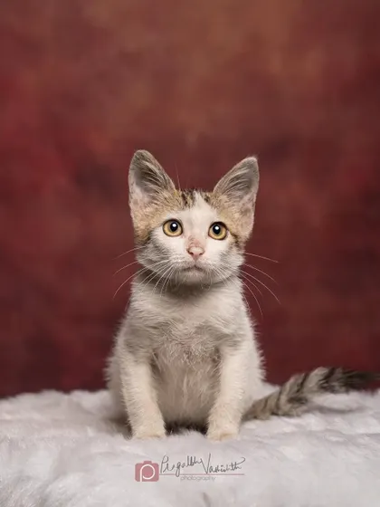 A sweet little kitten with big, expressive ears, posing perfectly for his studio portrait. These photos are for a rescue center's adoption drive.