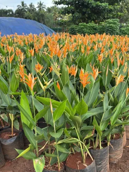 A field of Heliconia plants, also known as Lobster-Claw, with their bright orange, bird-like flowers. They bring a truly tropical feel to any garden.
