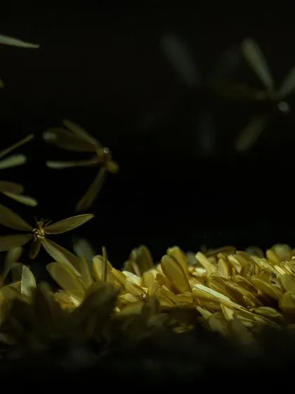 The frantic energy of the termite mating flight is captured in this close-up shot.