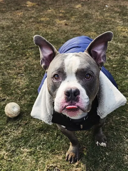That little tongue blep says it all. This is one happy, tired-out pup after a fun session of play.