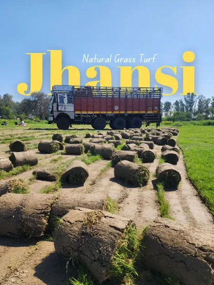 We are proud to supply our natural grass turf to Jhansi City. This image highlights our expanding reach across India.