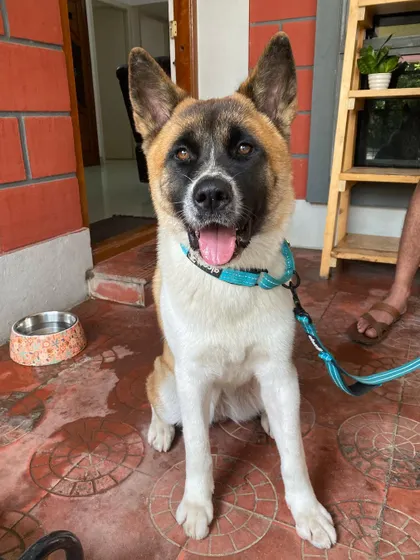 A happy and engaged Maya after a training session. For intelligent breeds like Akitas, obedience training combined with activities like agility is key to keeping them fulfilled and well-behaved in an urban home.