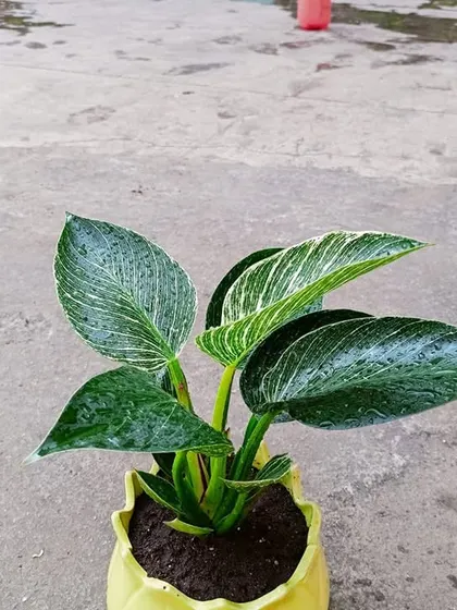 A Philodendron Birkin in a yellow pot, ready for its new office home. The striking white pinstripes on its leaves make it a popular choice for adding a touch of designer elegance to indoor spaces.