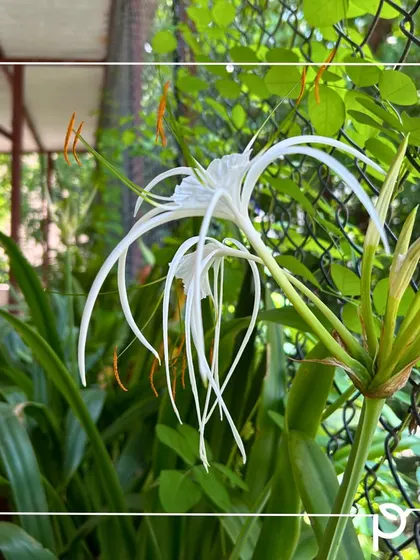 The elegant Spider Lily (Hymenocallis). This is another excellent low-maintenance native plant that adds a unique and graceful form to garden beds.