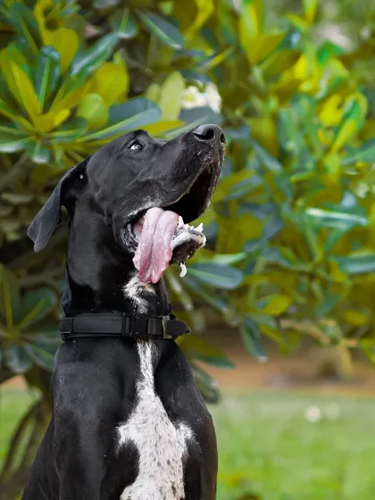The Great Dane looking up, perhaps at a bird or a treat, creating a moment of hopeful anticipation.