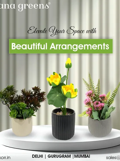 Elevate your space with our beautiful arrangements. This collection of three small potted plants shows how you can group different styles together to create a lovely display.