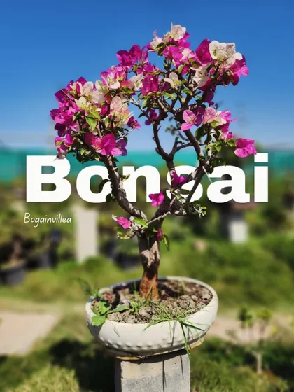 A beautiful Bougainvillea bonsai in full bloom, showcasing a mix of pink and white flowers. These are perfect for adding a vibrant splash of color to your collection.