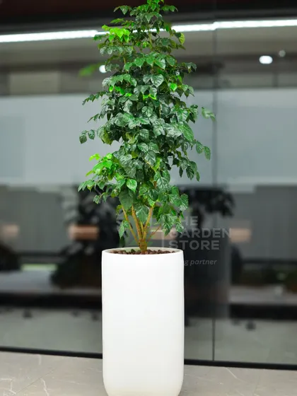 A tall, elegant China Doll plant in a classic white cylindrical planter, bringing a delicate, leafy texture to a corporate space with glass walls.
