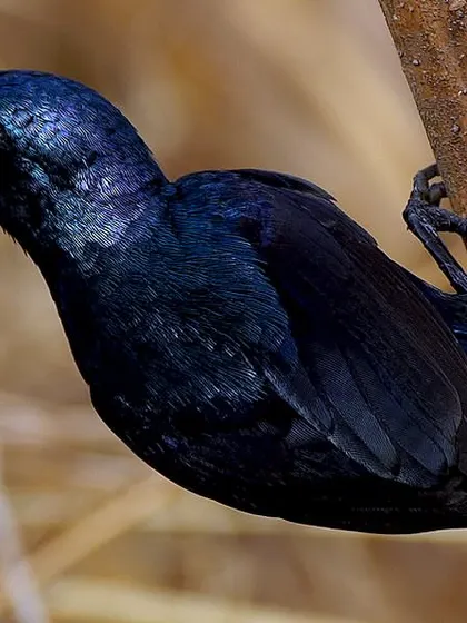 Another angle of the Purple Sunbird, showing how the light catches its feathers differently, creating a spectrum of metallic colors. These tiny birds are a challenge to photograph as they flit from flower to flower.