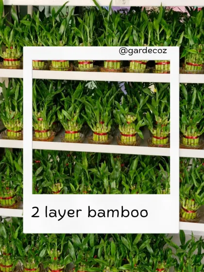 To fulfill large orders, I maintain a healthy stock of popular gifting plants. These shelves are filled with two-layer Lucky Bamboo plants, demonstrating my readiness to supply green return gifts for weddings or team appreciation events.