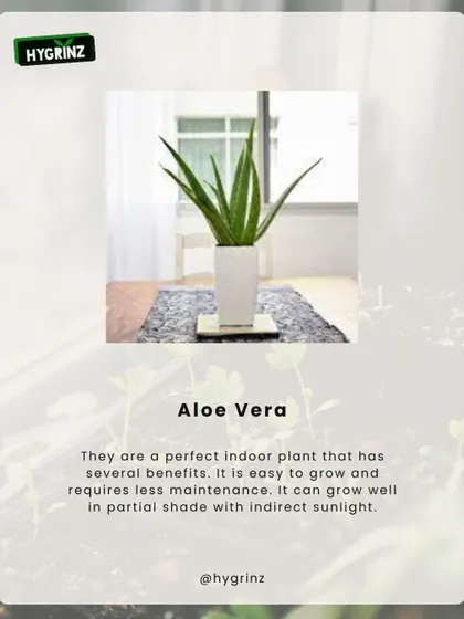 Aloe Vera is a versatile succulent that is easy to grow indoors during the summer. It requires indirect sunlight and has numerous medicinal benefits.