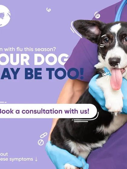 Did you know that dogs can get the flu too? This post alerts dog owners to be on the lookout for flu symptoms, especially during monsoon season, and encourages them to book a consultation if their dog seems unwell.