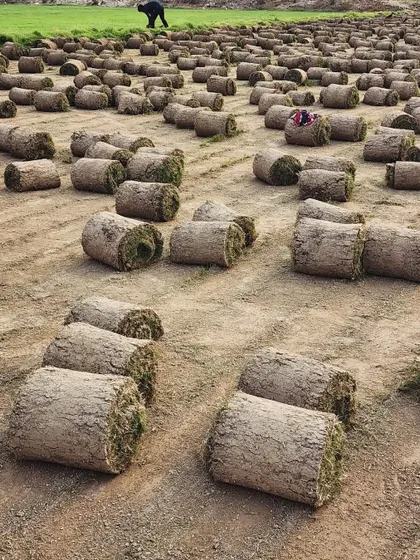 A close-up of our turf rolls, showing the rich soil and dense grass structure. This is the quality you can expect with every order.