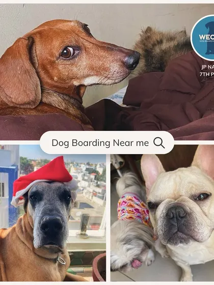 We welcome dogs of all shapes and sizes into our family. This is just a small peek at some of the adorable faces we've had the joy of caring for, from tiny Frenchies to gentle giants like the Great Dane.