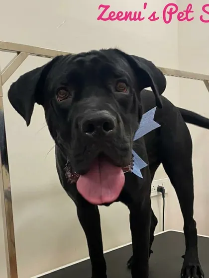 Dan the Cane Corso is a gentle giant looking sharp with his blue bow. His short coat is now sleek and shiny after a thorough wash and condition.