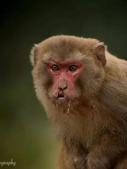A close-up portrait of a Rhesus Macaque from my trip to Dudhwa National Park. Their expressions are so vivid and full of character.