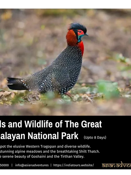 The Western Tragopan, one of the world's most elusive and beautiful pheasants, is a prized sighting in the Great Himalayan National Park. Our dedicated treks into this park are for serious birders hoping for a glimpse.