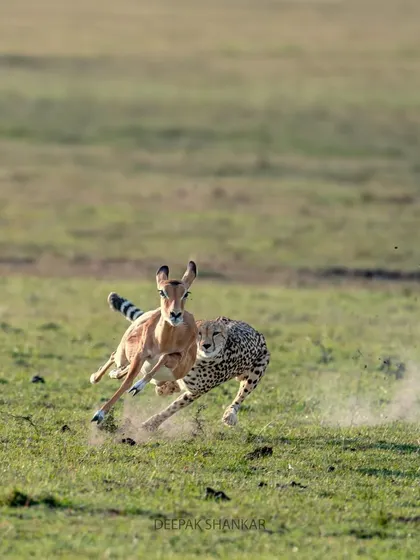 A moment of pure, untamed nature that I was privileged to witness and capture.