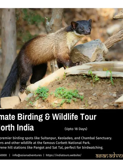 A poster for our Ultimate North India tour, featuring the Yellow-throated Marten, an agile predator of the Himalayan foothills. This tour combines birding hotspots with stays in serene hill stations like Pangot and Sat Tal.