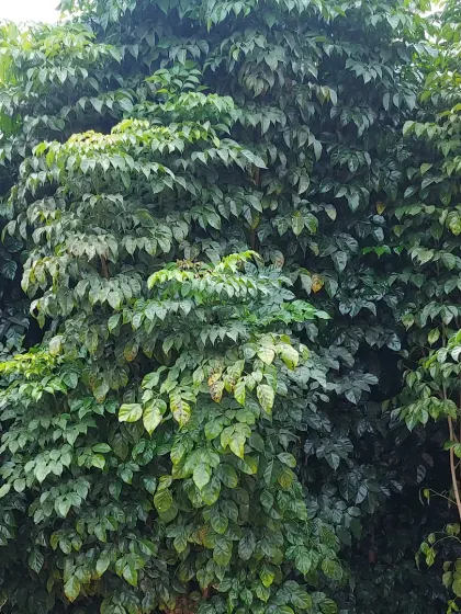 A large, dense green tree, providing excellent shade and a lush backdrop for any garden.