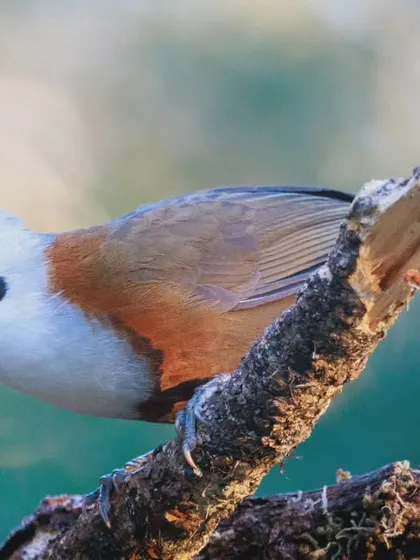 Another view of the White-crested Laughingthrush, a highly social and vocal bird often found in noisy flocks in the Himalayan foothills.
