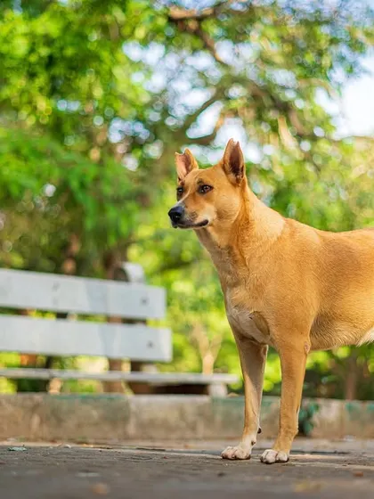 A handsome indie dog standing proud and alert in a park. These dogs have a quiet dignity and strength that I am always honored to capture.