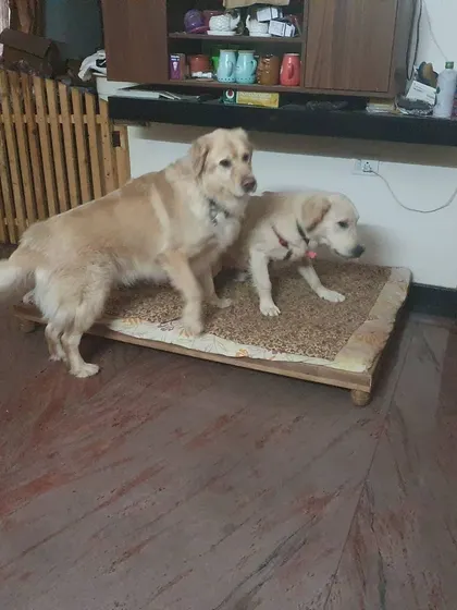 Two Goldens sharing a bed. There's always enough space and comfy spots for everyone.
