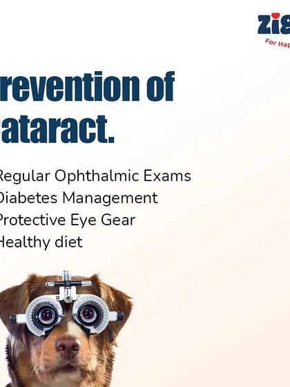 This infographic explains how to prevent cataracts in dogs through regular ophthalmic exams, diabetes management, and a healthy diet.