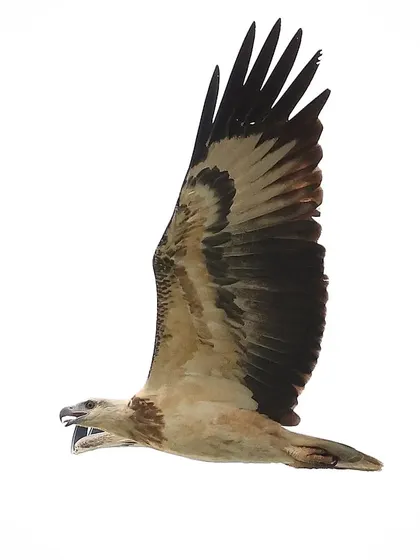 A juvenile White-bellied Sea Eagle in flight. Even at a young age, the power and grace of this common Singaporean raptor are evident. Capturing birds in flight, especially raptors, requires fast reflexes and a deep understanding of their movement.