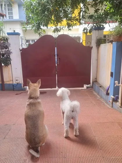 Two friends, a native breed and a Poodle, patiently waiting by the gate. Even quiet moments show the companionship that forms here.
