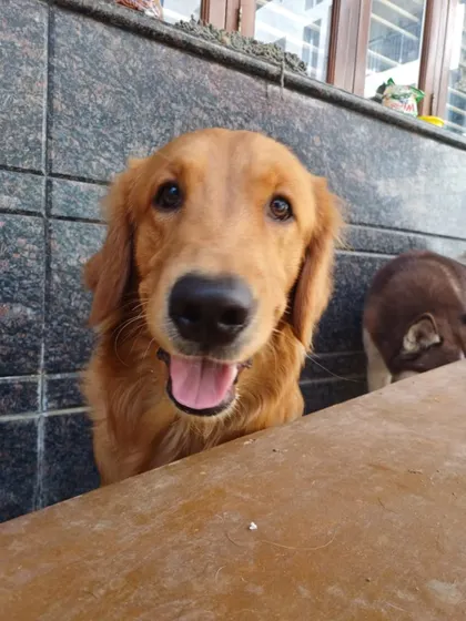 A happy Golden Retriever, always ready for a picture.