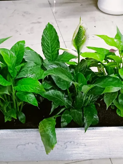This is a duplicate of image 88. The Peace Lily (Spathiphyllum) is a popular choice for its elegant white flowers and air-purifying abilities. It thrives in low-light conditions, making it perfect for homes and offices.
