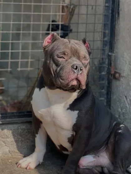 Soaking up the sun. A relaxed dog is a happy dog. Sultan enjoying a quiet moment outside his kennel.