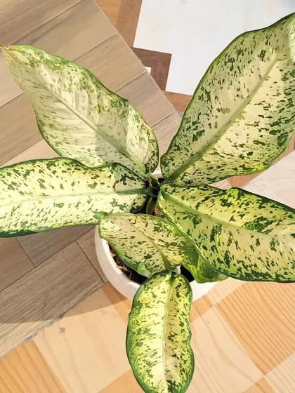A top down view of the Dieffenbachia, showing the arrangement of its large leaves.