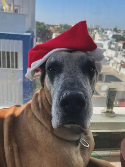 This majestic Great Dane is getting into the festive spirit. We are experienced in handling large breeds and give them the space and care they need.