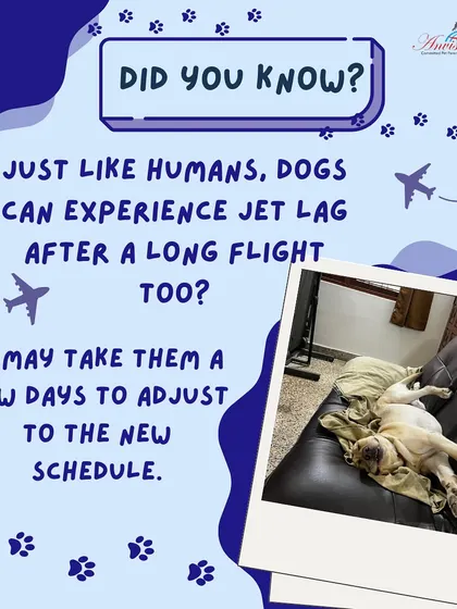 Did you know that just like humans, dogs can experience jet lag after a long flight? It may take them a few days to adjust to their new schedule, so patience and a consistent routine are key.