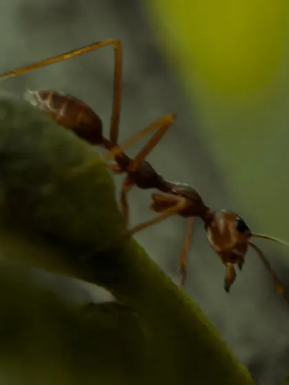 A close-up of a single red ant on a green bud. Macro photography allows me to give these tiny creatures a big personality.
