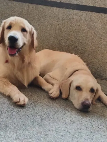 Best friends resting together. This Golden Retriever and Labrador show the strong bonds that are formed at our daycare.