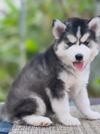 Another angle of this premium blue-eyed Husky. You can see the depth of his coat and the beautiful markings on his face.