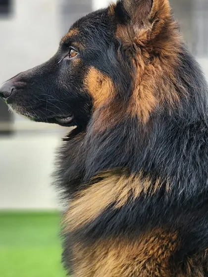 A profile shot of Thor, the German Shepherd. So handsome.