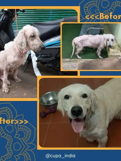 A look back at an abandoned dog who came to us emaciated and with a skin infection, and his amazing transformation back to a healthy, happy golden retriever.