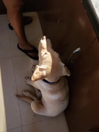 A young Labrador puppy looking up for a treat. We use positive reinforcement and treats to build trust and make their stay enjoyable.