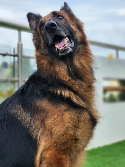 A German Shepherd looking up, waiting for a command or a treat.